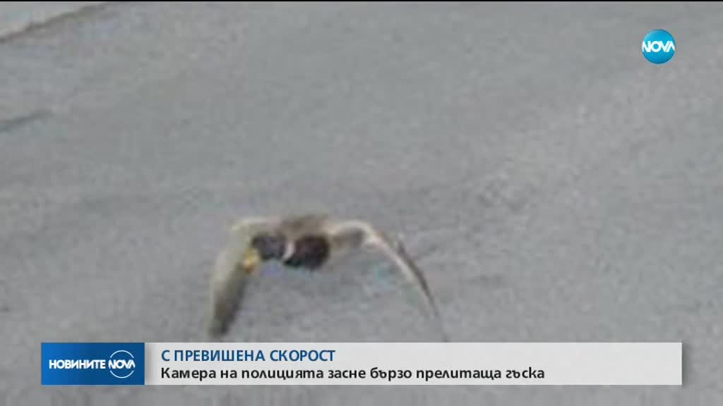 КУРИОЗЕН СЛУЧАЙ: Засякоха гъска с превишена скорост