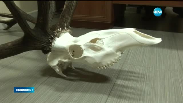 Огромен трофей от благороден елен в Каракуз