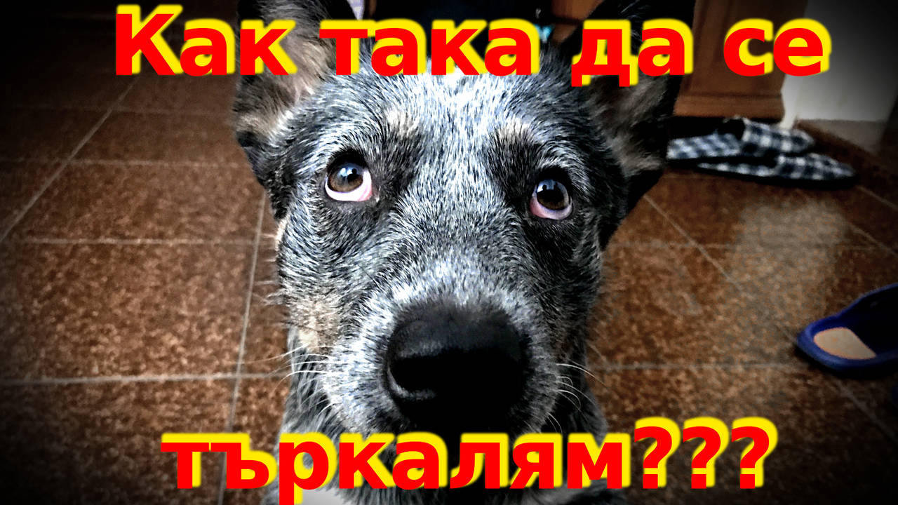 Кучешки трик: научете го да се търкаля!