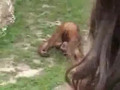Маймуна Си Пикае В Устата