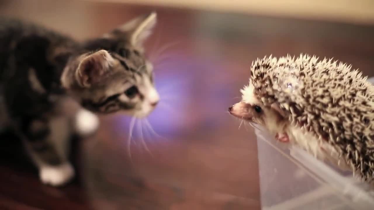 Коте и Таралежче .. Сладури