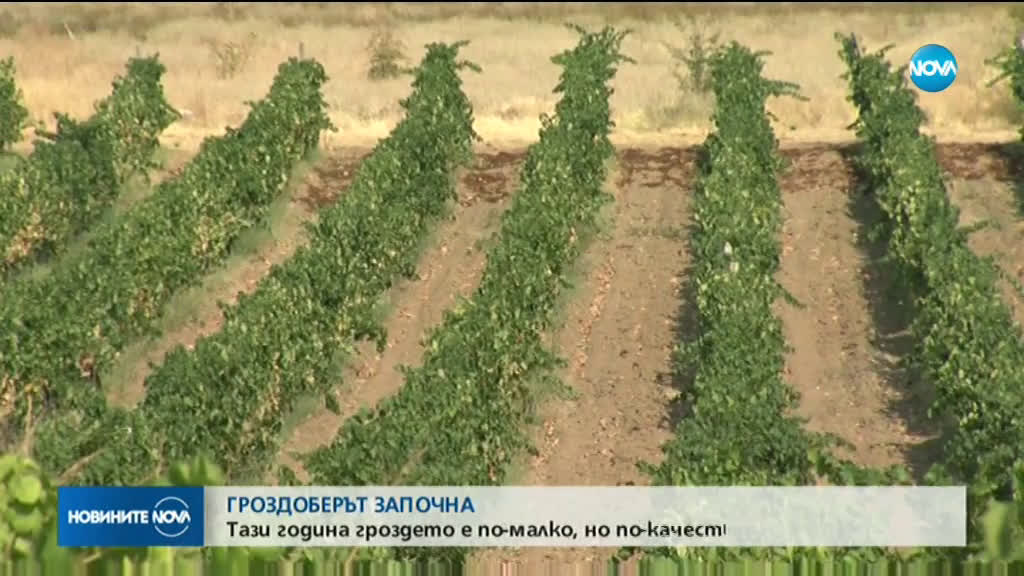 Започна гроздоберът в Петричко- Санданския регион