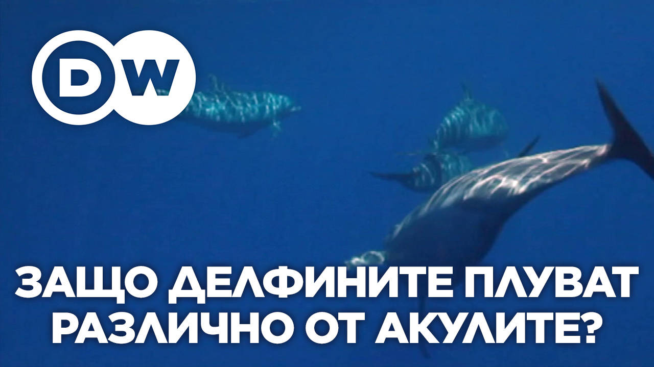 Защо делфините плуват по различен начин от акулите?