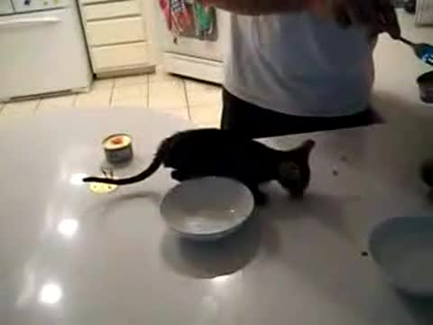 Така Котките си изкарват Хляба