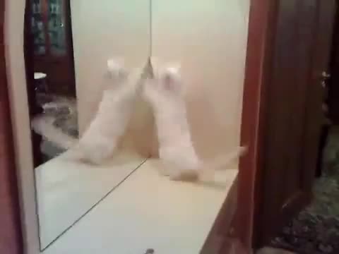 Коте пред огледалото 2