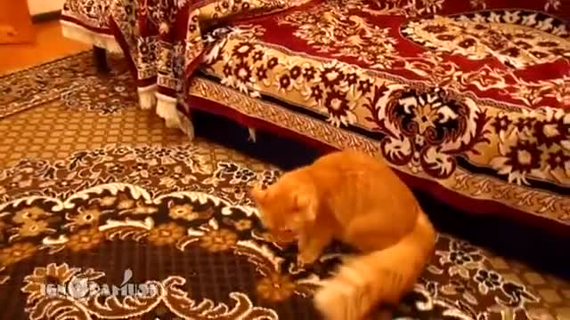 Коте се плаши при звук от супер Марио