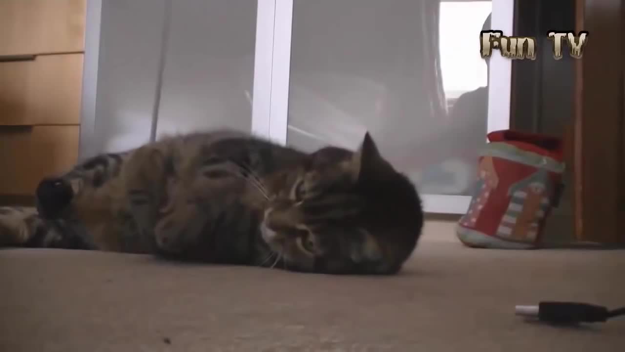 Компилация Смях ! Funny Animal Best compilation 2015