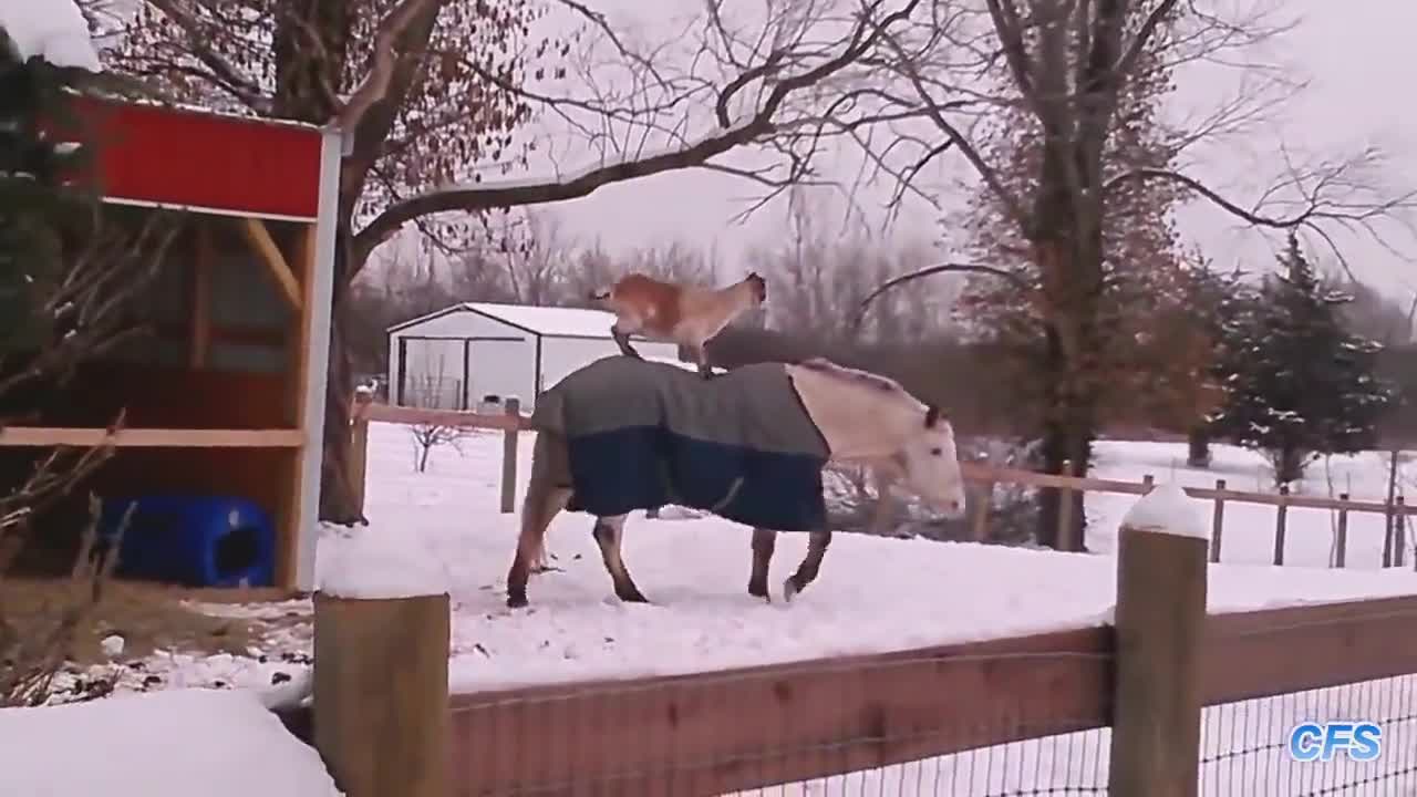 Много Смях - Кози Яздят Коне! ( Компилация )