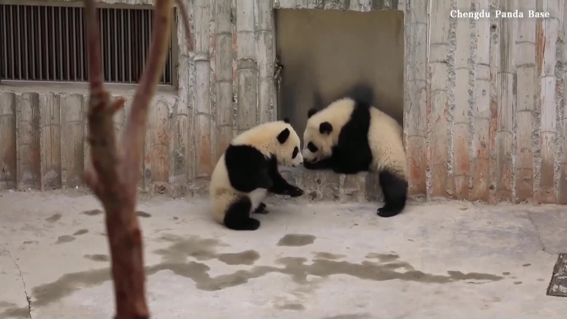 Видео с „послушни” бебета панди разсмя мрежата (ВИДЕО)