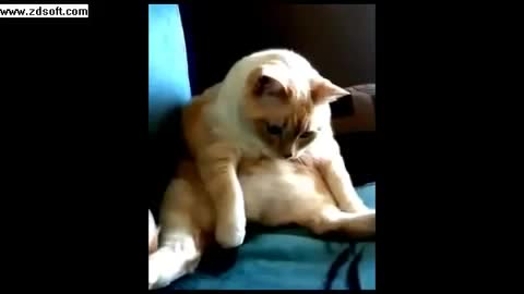 Котка хълца и пръцка по едно и също време! Смях!