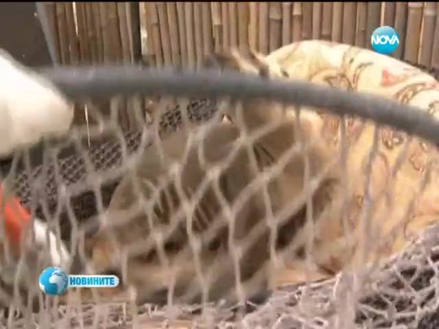 Бебе морски лъв се излегна на шезлонг в калифорнийски басейн