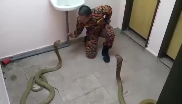 Смел мъж си играе с кобри!