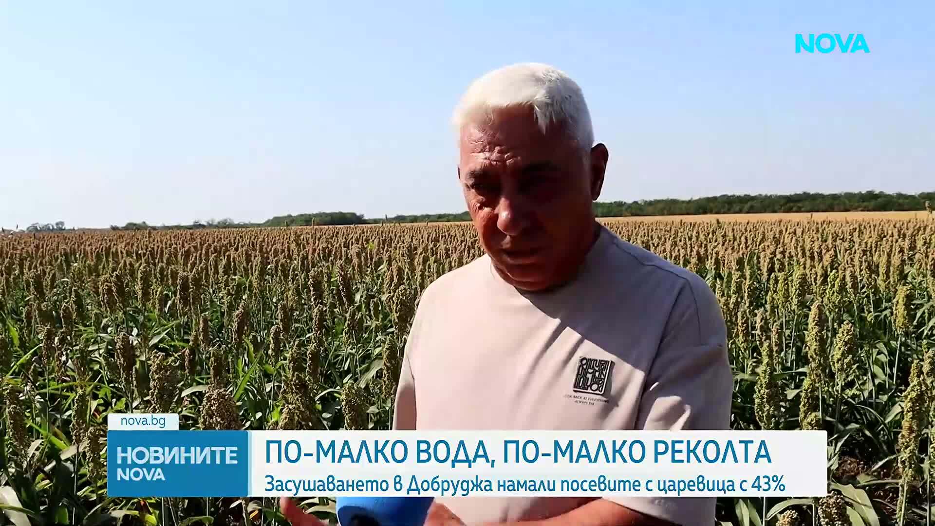 Драстично намаление на площите с царевица в Добруджа