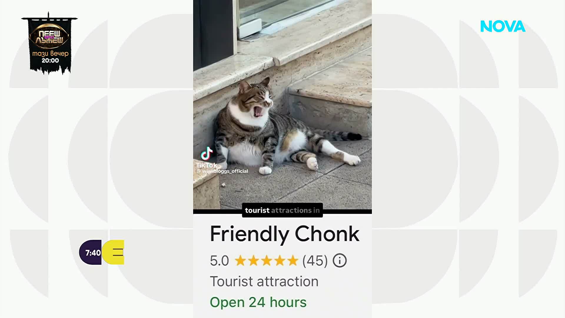 Бургаско коте стана световна звезда: „Friendly Chonk” покори социалните мрежи