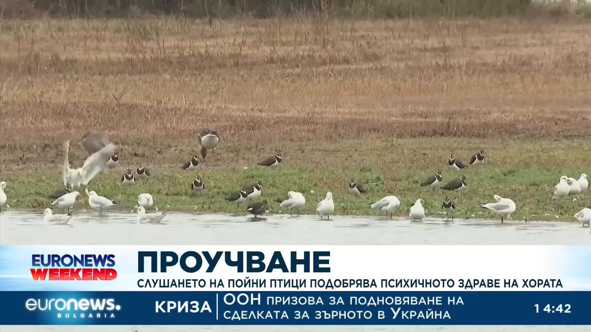 Проучване: Слушането на пойни птици подобрява психичното здраве на хората