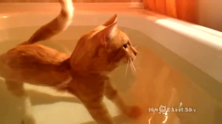 Коте за първи път се къпе във вана , смях