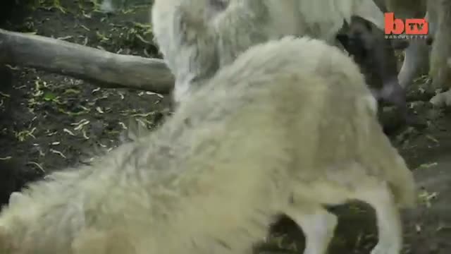 Сладко малко вълче се учи да ходи!