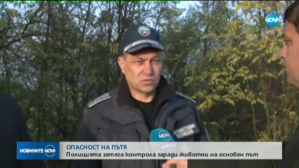 ОПАСНОСТ НА ПЪТЯ: Полицията затяга контрола заради животни на основен път