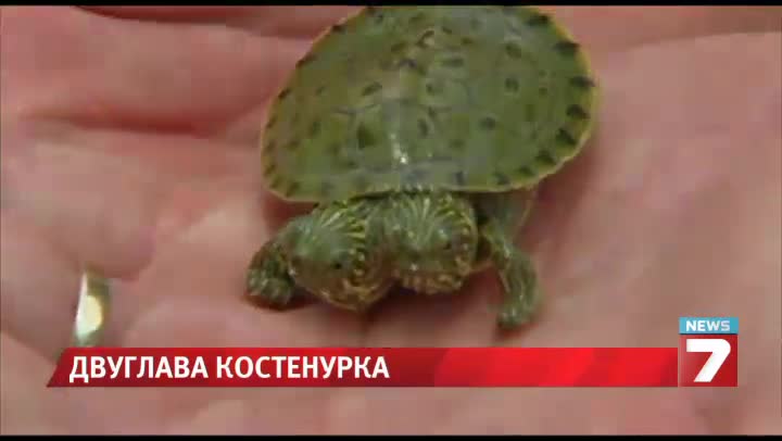 Двуглава костенурка се излюпи в зоопарк в Тексас