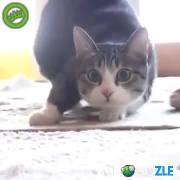 Коте танцува на луд ремикс - ( Turn down for What )