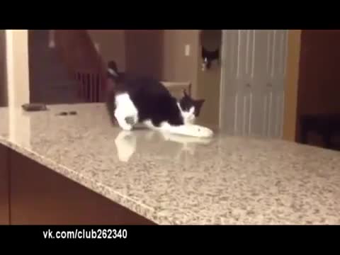 Котка чупи стойки!