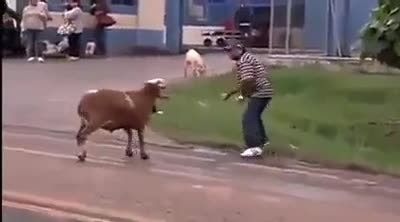 Побеснял овен кюска наред хората!
