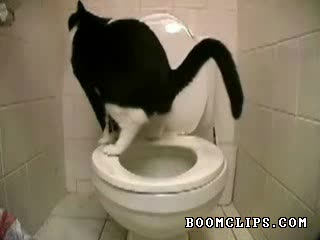 Котка - Много Смях :D :D :D