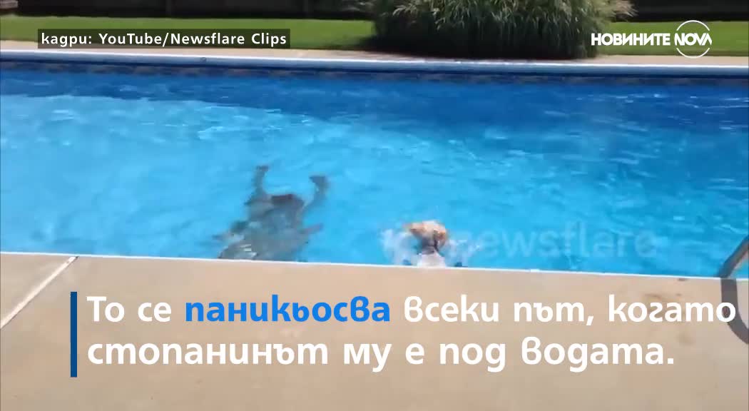 Защо куче не спира да лае, докато собственикът му е в басейн?