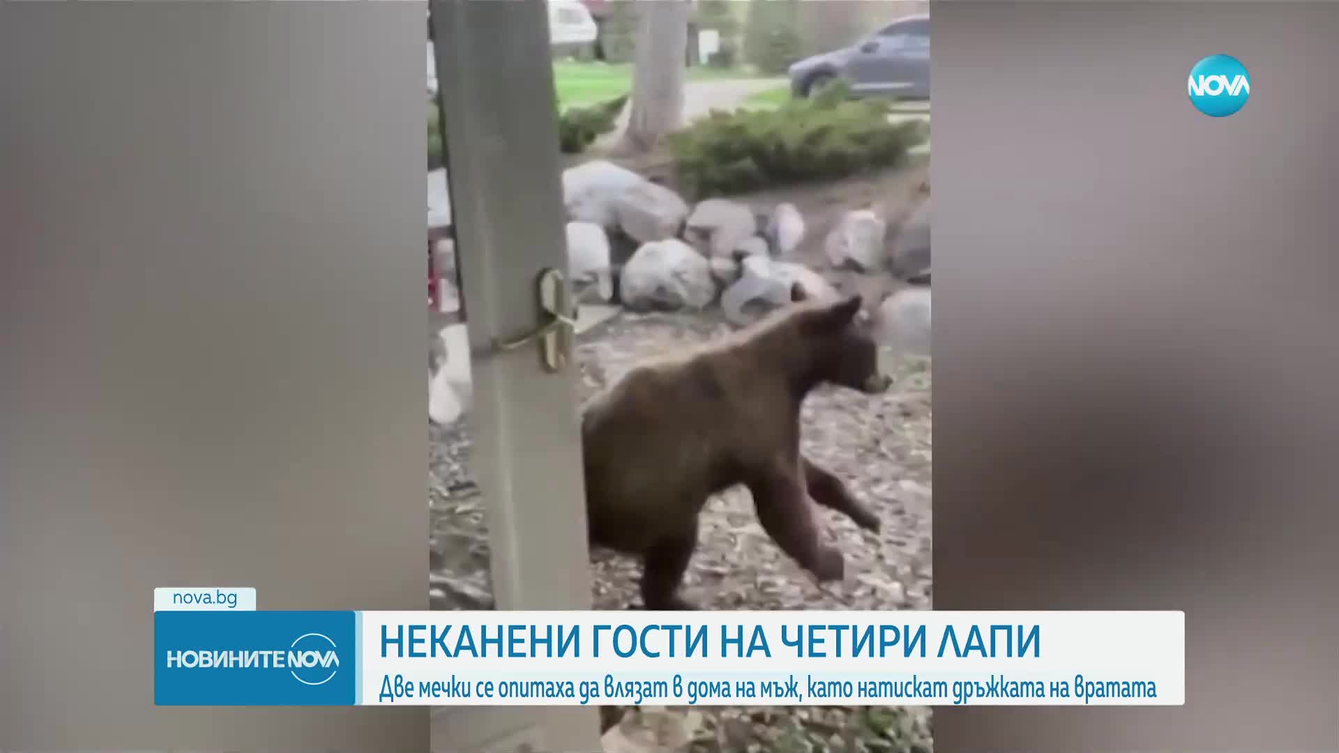 Хванаха мечката, която се разхождаше из Габровско