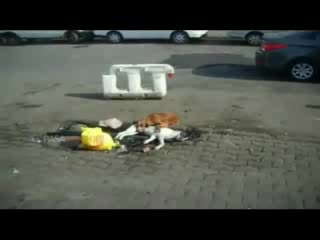 Куче тъжи за мъртвия си приятел!