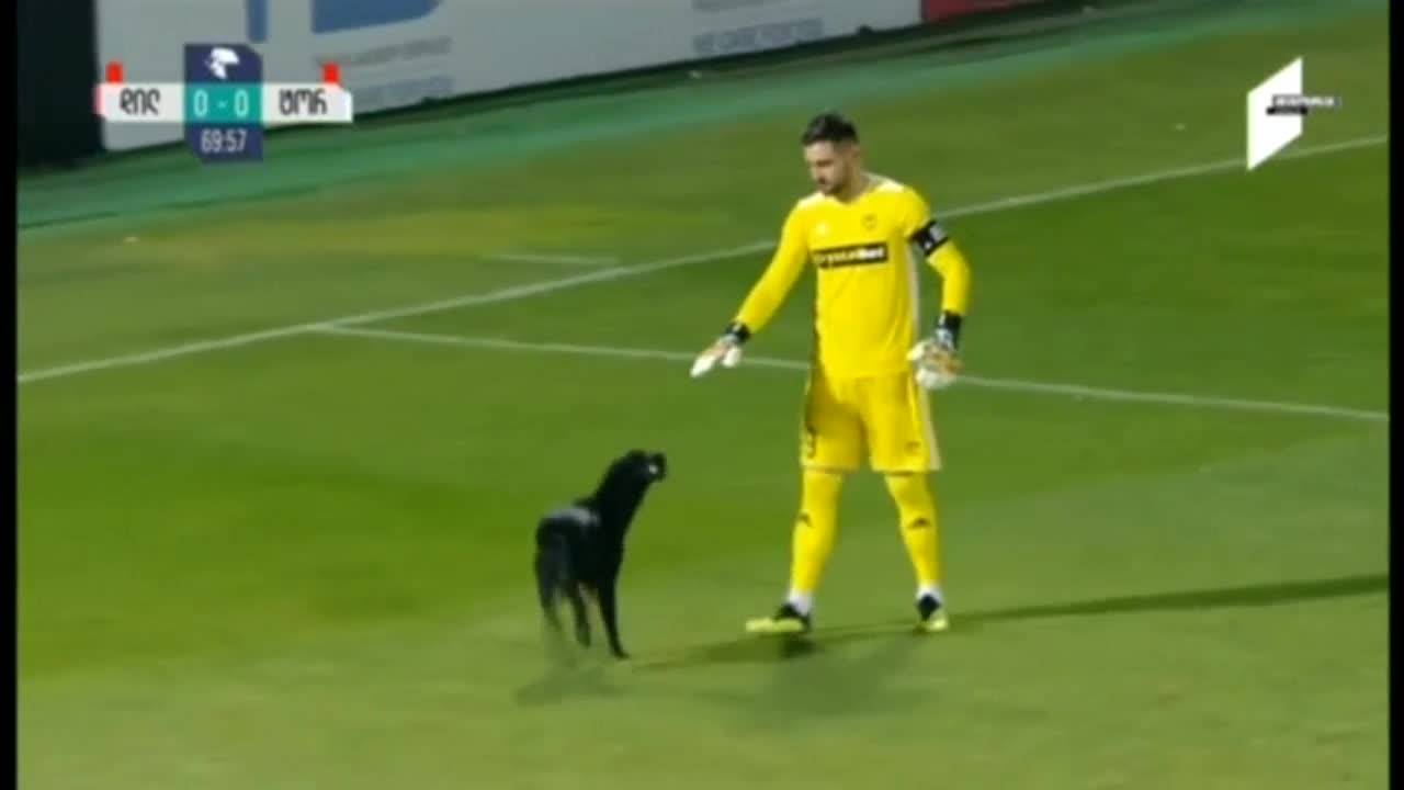 Симпатично куче прекъсна мач в Грузия