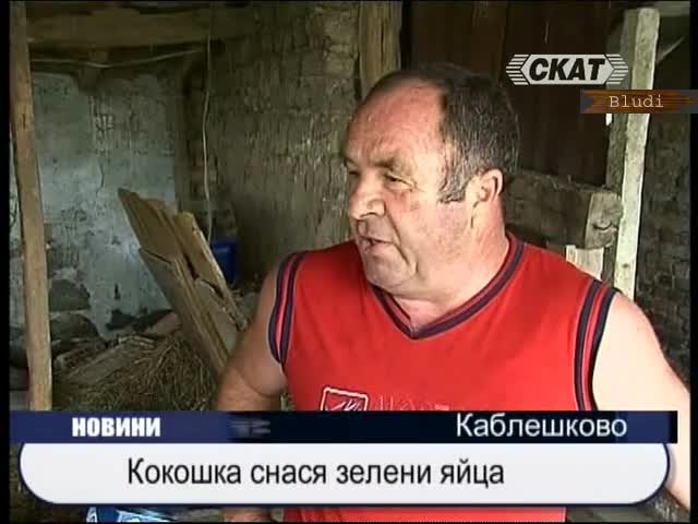 Кокошка снася зелени яйца! 