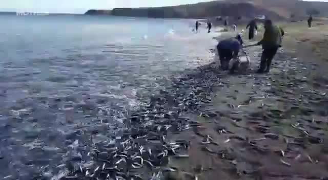 Рибата сама излезе от морето!