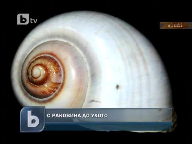 Защо чуваме шума на морето, когато допрем раковина до ухото си? 