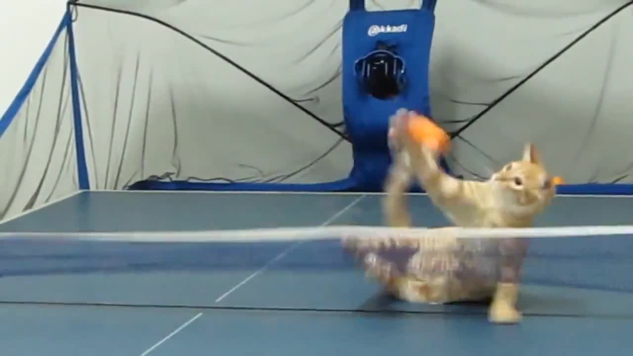 Коте джитка безпогрешно тенис на маса !
