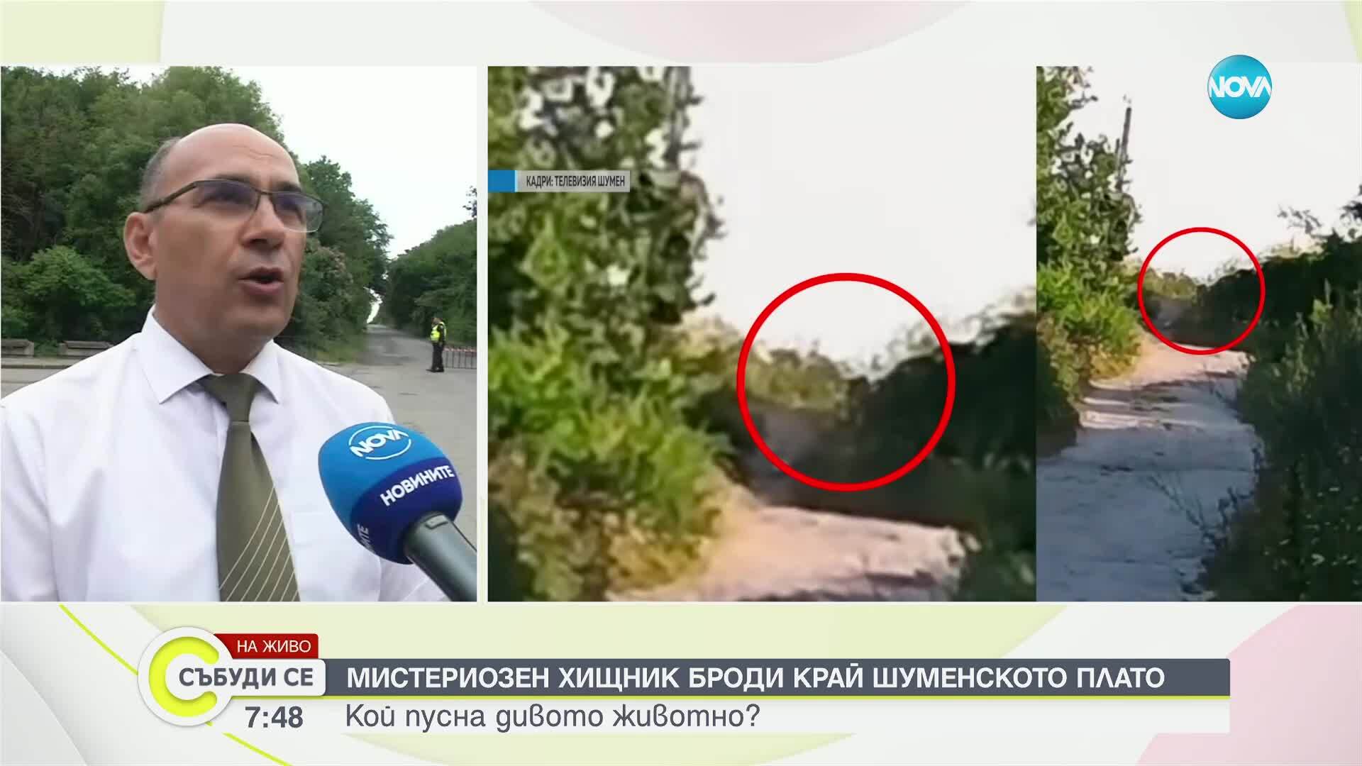 Продължава издирването на черния леопард край Шумен