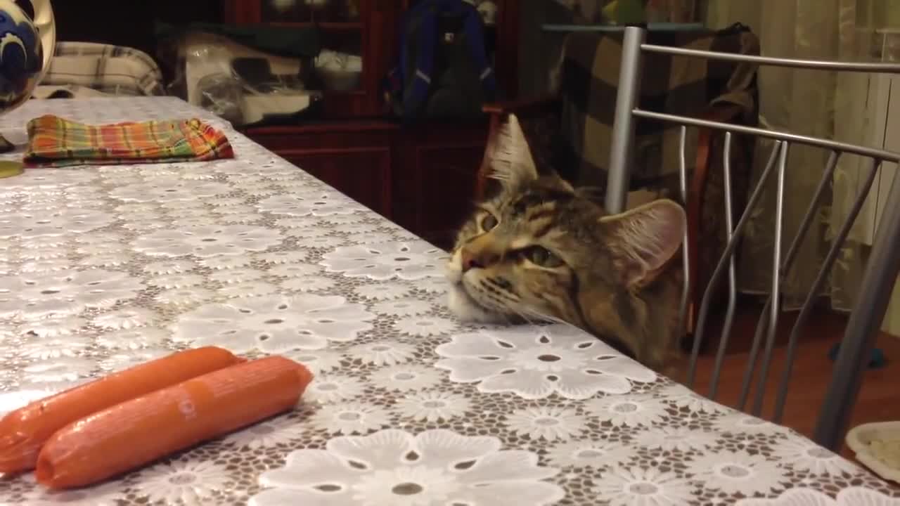 Котка опитва да си открадне колбас
