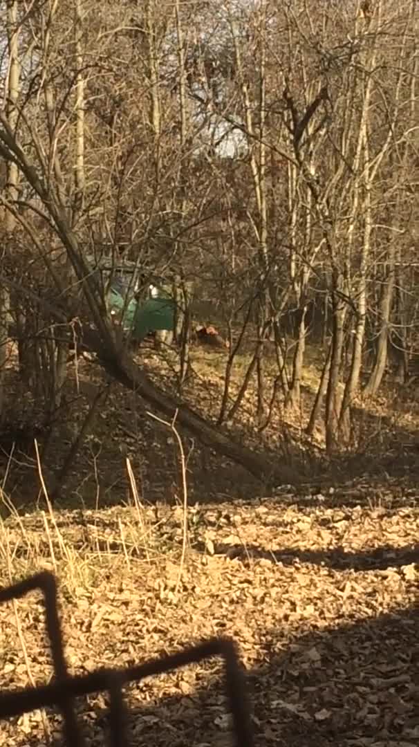 Кражба на дърва в с. Долно Камарци