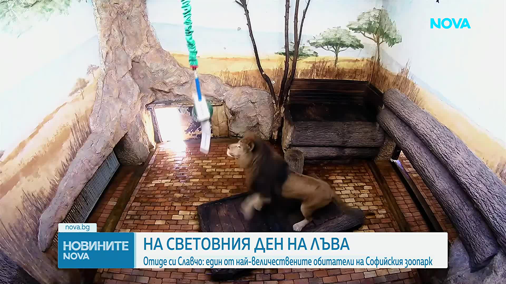 Почина лъвът Славчо - един от най-обичаните питомци на Софийския зоопарк