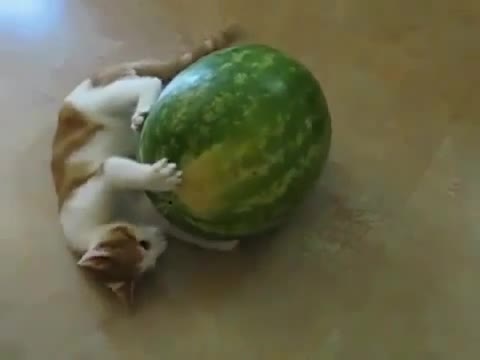 Котка играе с диня
