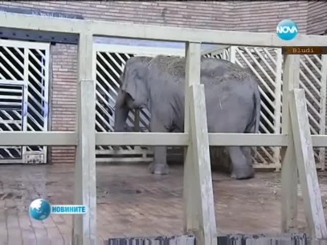 Животни откачат заради труса у нас