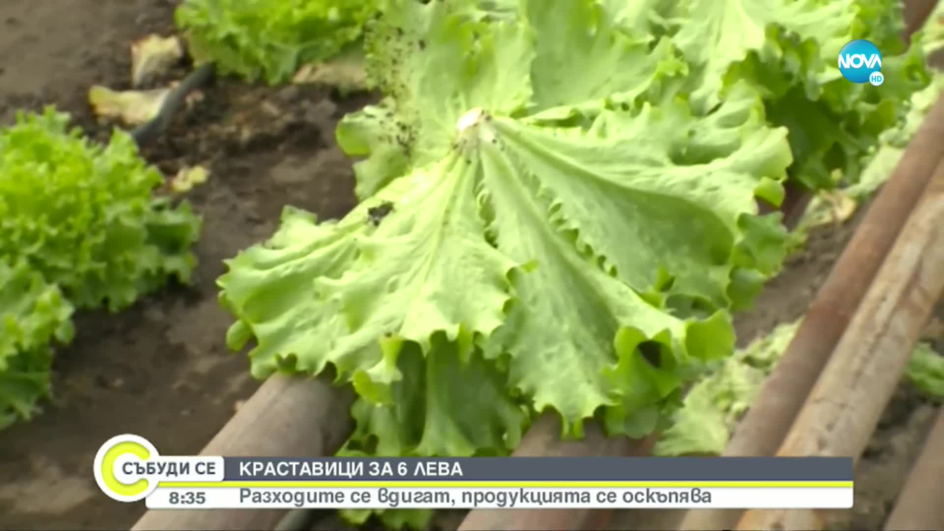 Какво оскъпява зеленчуците родно производство