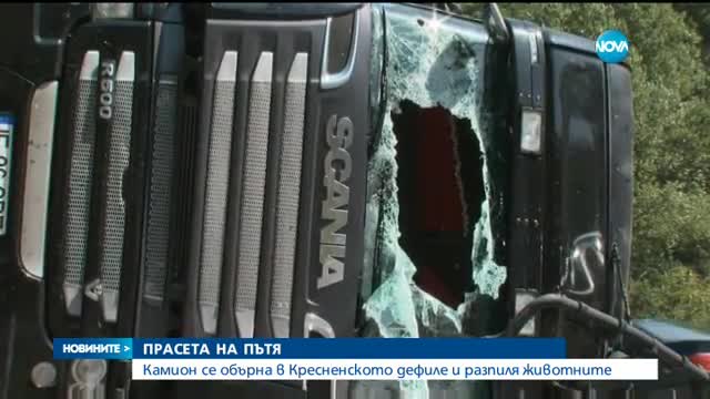 Тир с прасета се преобърна в Кресненското дефиле