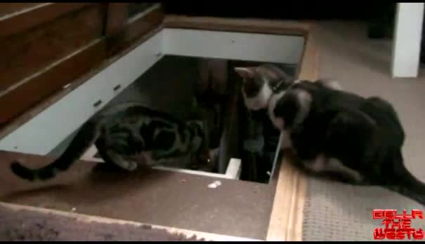 Котка Бута Друга Котка На Стълба