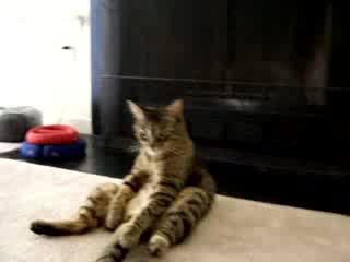 Котка,  отчаяна от живота