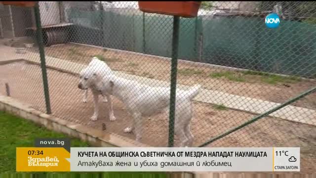 Кучета на общинска съветничка нападнаха в центъра на Мездра