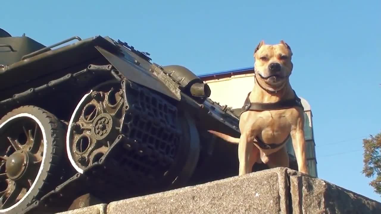 Страхотно куче - Happy Life of Parkour Dog Tret