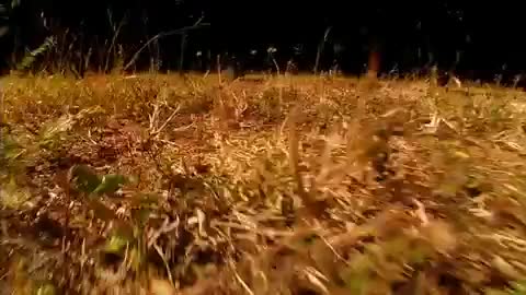 Черна Мамба - Атакува