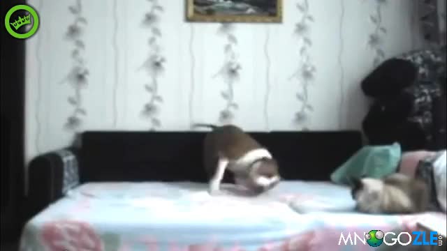 Куче само вкъщи