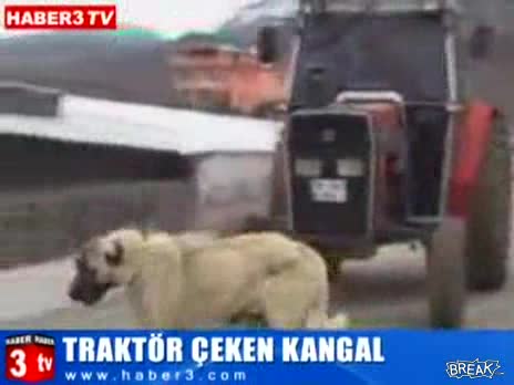 Най - силното куче на света - влачи трактор 